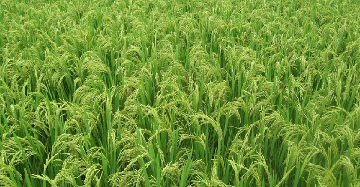 আমন ধানের বাম্পার ফলনের আশা