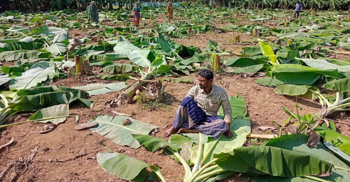 দুর্বৃত্তরা কেটে ফেলেছে আট শতাধিক কলাগাছ! সর্বস্বান্ত কৃষক
