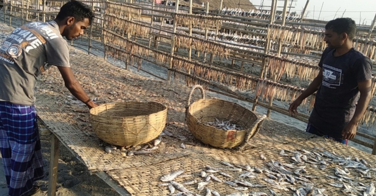 শুরু হয়েছে দুবলার চরের শুটকি মৌসুম