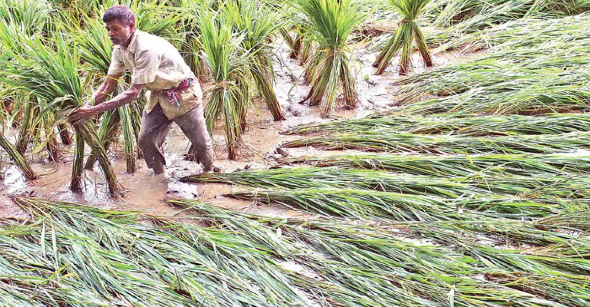 ঘূর্ণিঝড় সিত্রাং: কৃষকের ক্ষতি ৩৪৭ কোটি টাকা