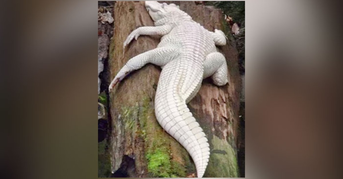 বিমানবন্দরে সুটকেসে থেকে জীবিত কুমির উদ্ধার
