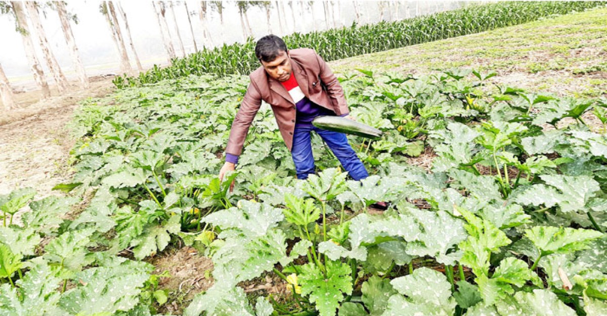 শীতকালীন সবজি চাষে ব্যস্ত কৃষক