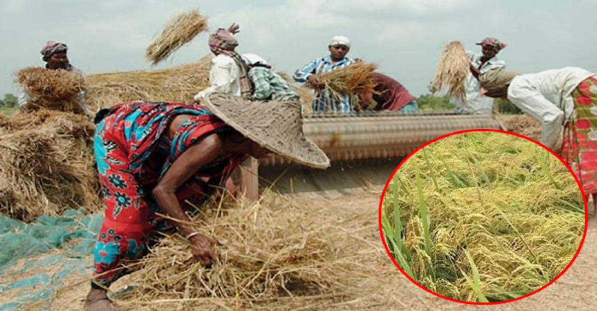 আমন ধানের বাম্পার ফলনে, কৃষাণ কৃষাণীরা মেতে উঠেছে নবান্নের উৎসবে