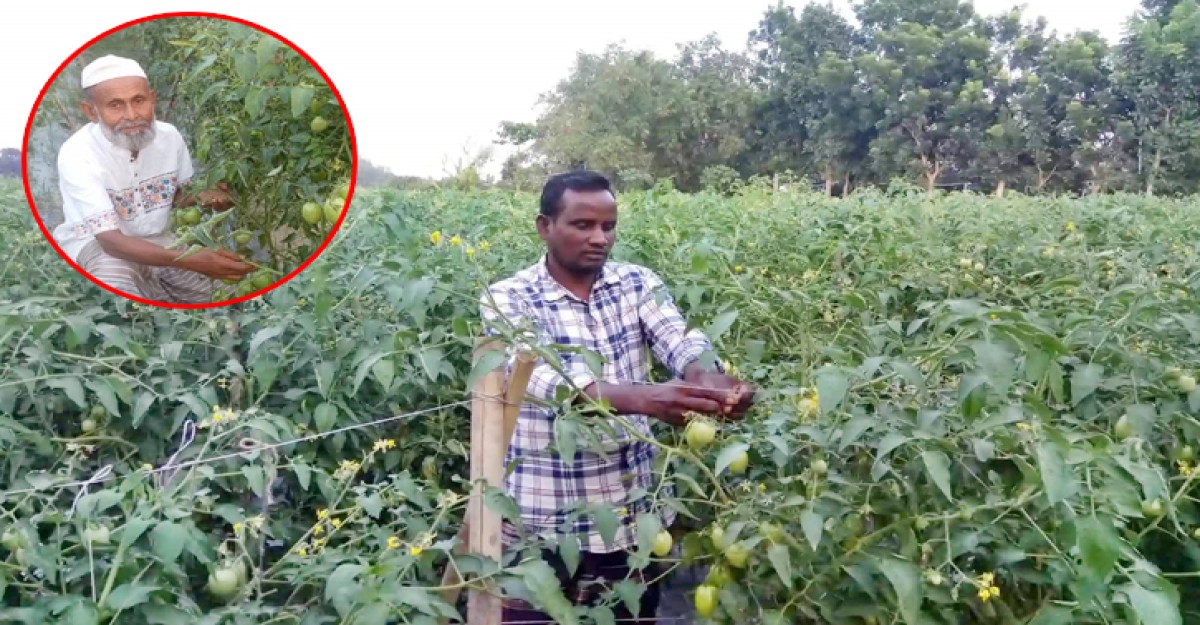 বেড়ায় মালচিং পদ্ধতিতে টমেটো চাষ