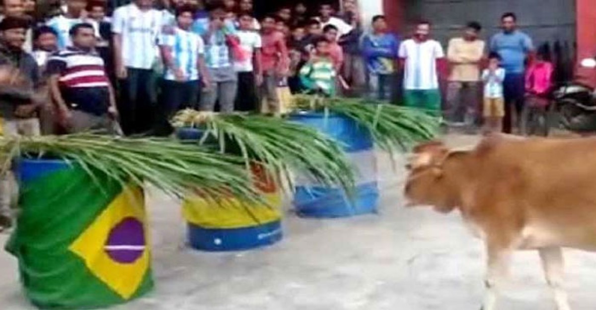 এবার ব্রাজিল জিতবে ভবিষ্যৎ বাণী করল গরু