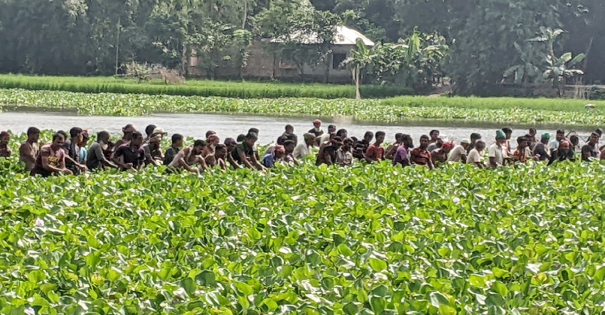 ফুলবাড়ীতে চাতরার বিলে মাছ ধরা বাওয়া উৎসবে মানুষের ঢল