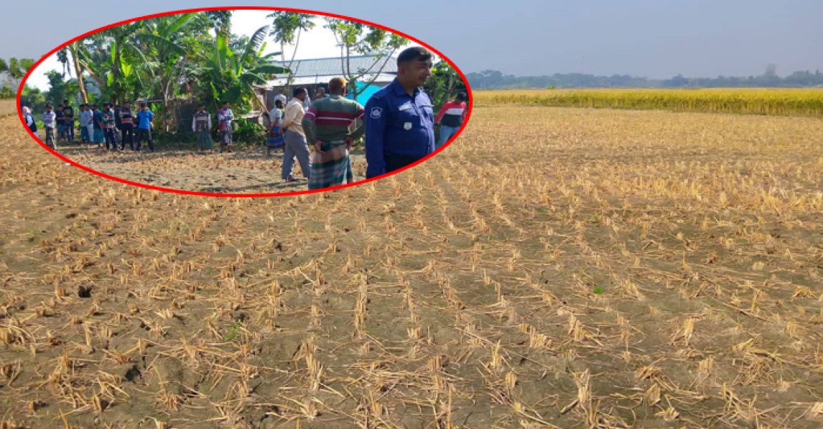 লোহাগড়ায় খুন করার ভয় দেখিয়ে বিধবার ধান কেটে নিয়েছে