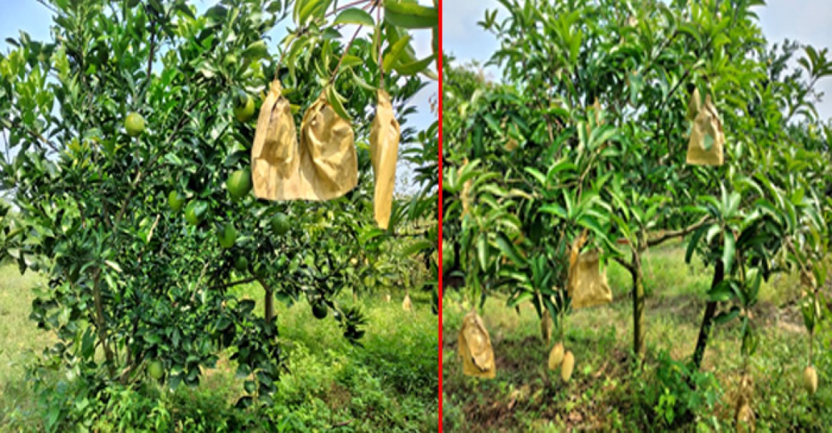ঘোড়াঘাটে মিশ্র বাগানে ফলের সমারোহ