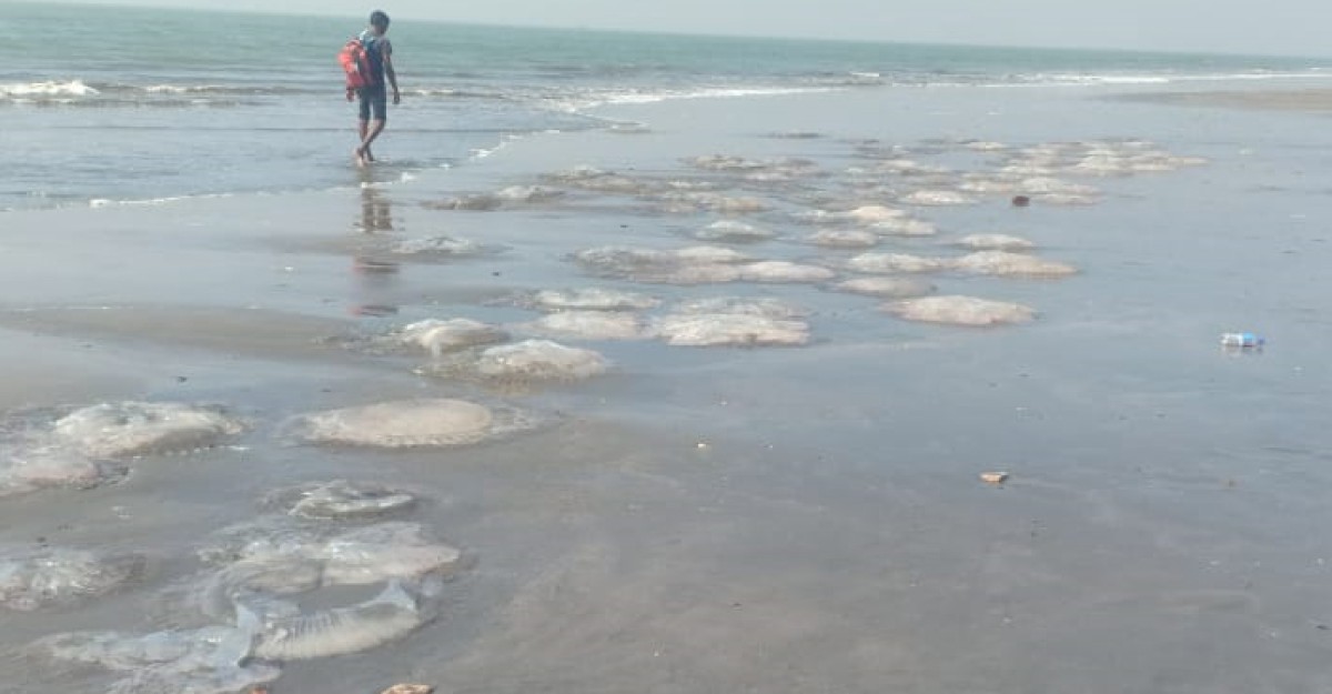 এবার টানা জালে আটকা পড়েছে শত শত জেলিফিশ
