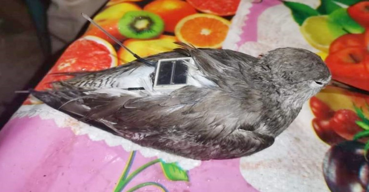 মহেশখালীতে আবারও ভিভাইস যুক্ত পাখি