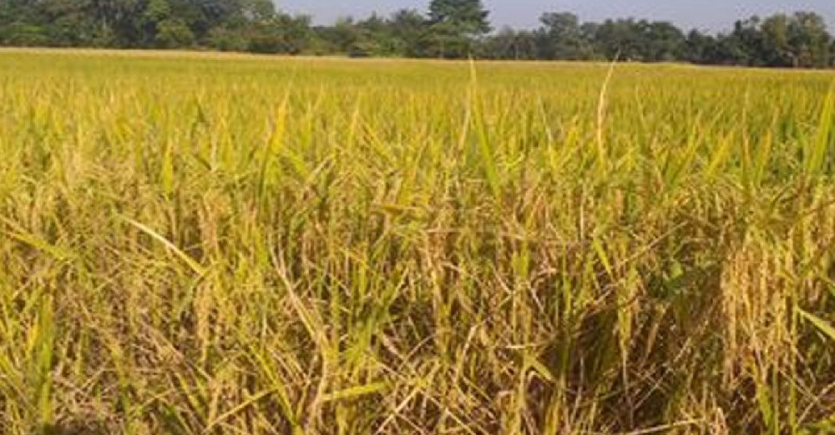হাওরাঞ্চলের বাতাসে কৃষকের খুশির আমেজ