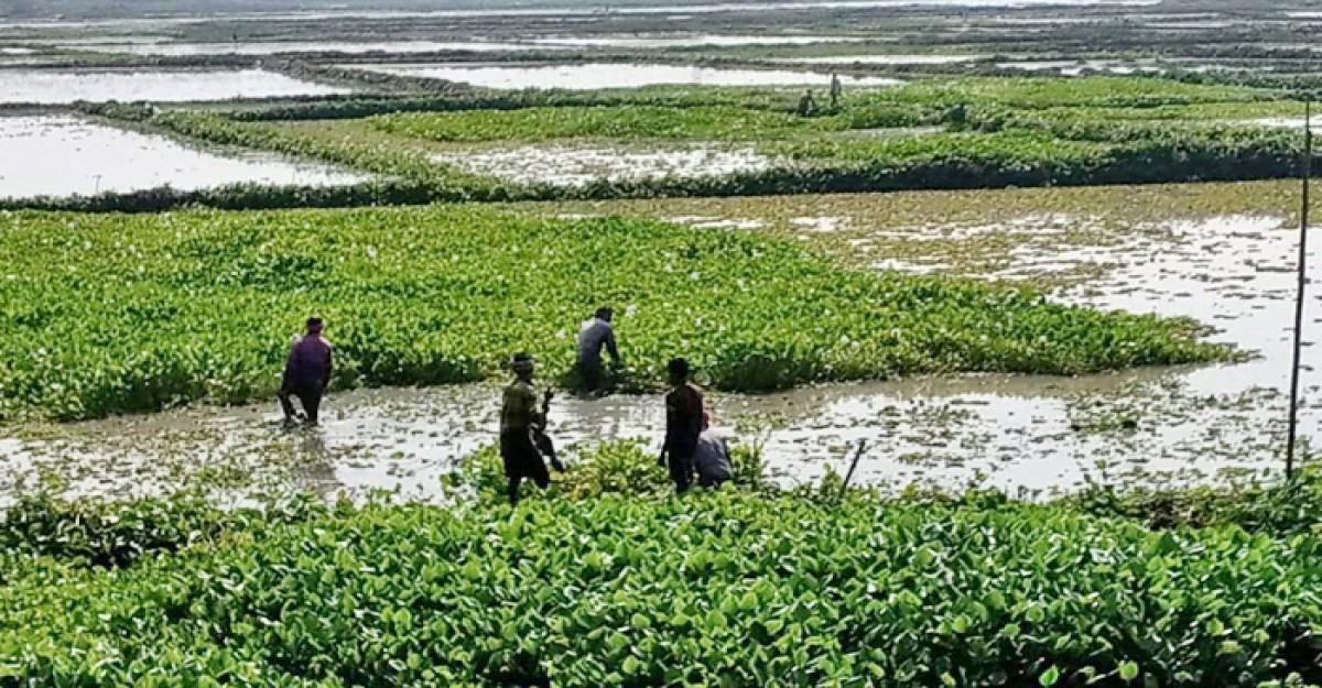 জলাবদ্ধতায় কৃষকের কপালে দুশ্চিন্তার ভাঁজ