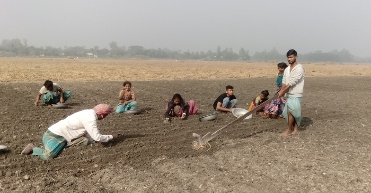 মুন্সীগঞ্জে আলু চাষে ব্যস্ত কৃষকরা
