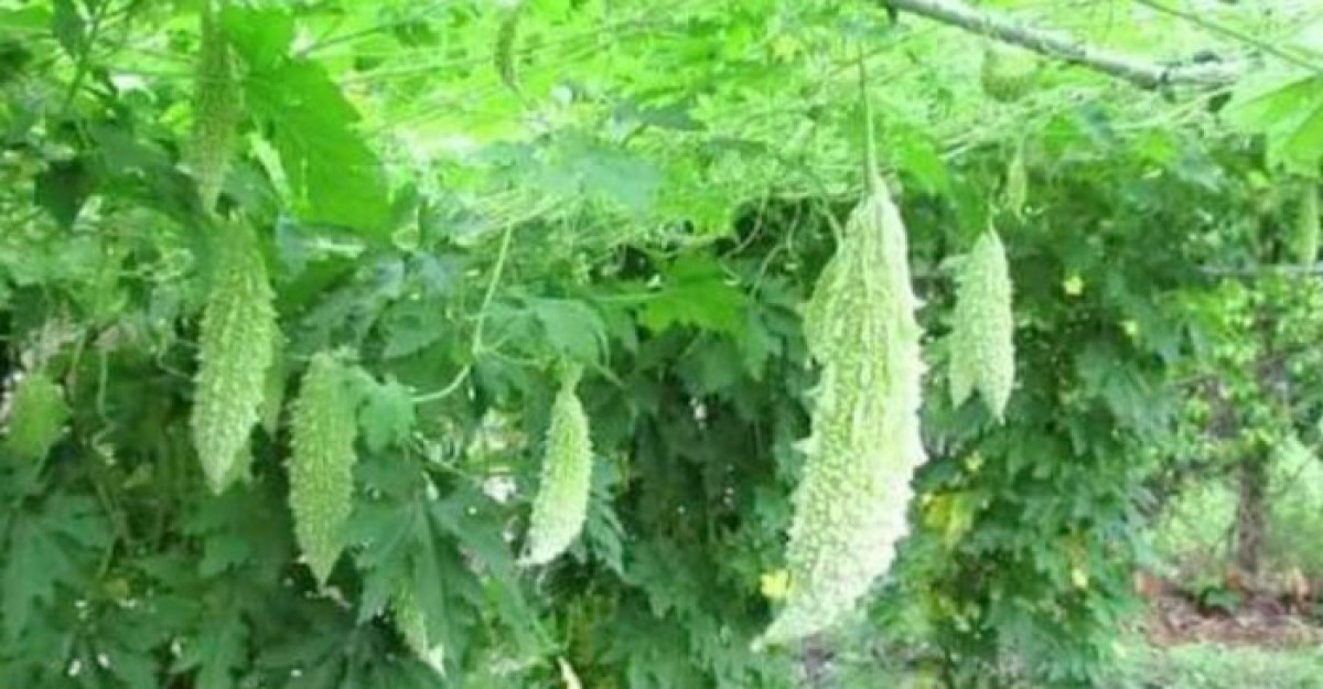 করলা চাষে সফল বিরামপুরের কৃষকরা