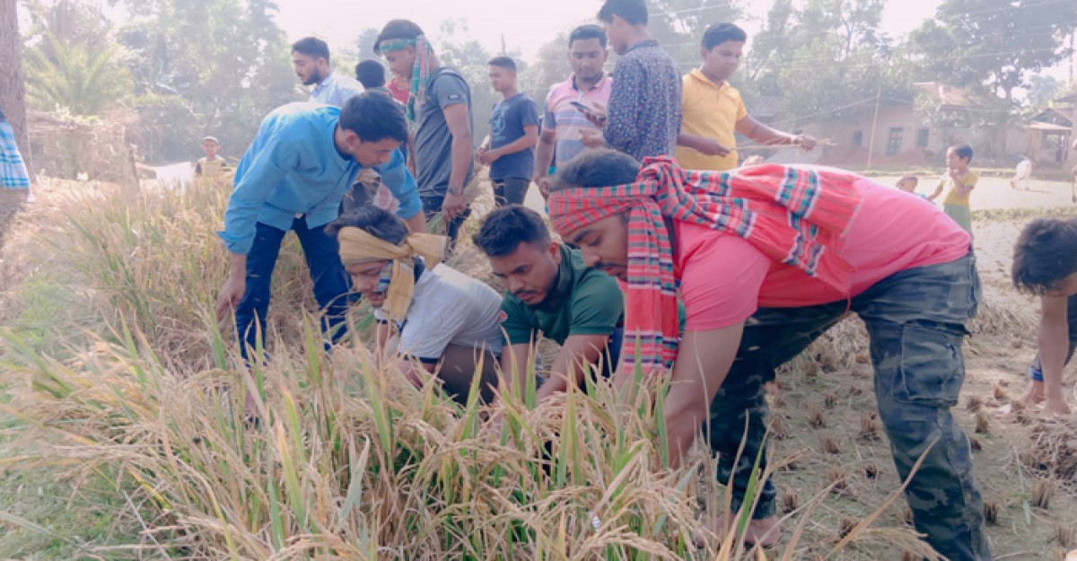 শ্রীপুরে কৃষকের ধান কেটে দিল ছাত্রলীগ