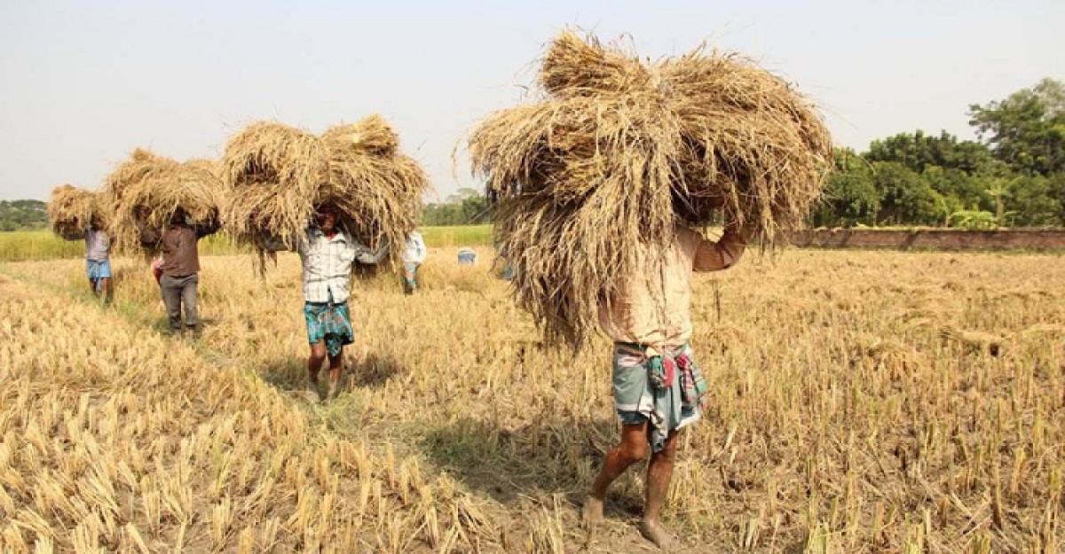 বিনামূল্যে ২৭ লাখ কৃষককে সার-বীজ দেবে সরকার