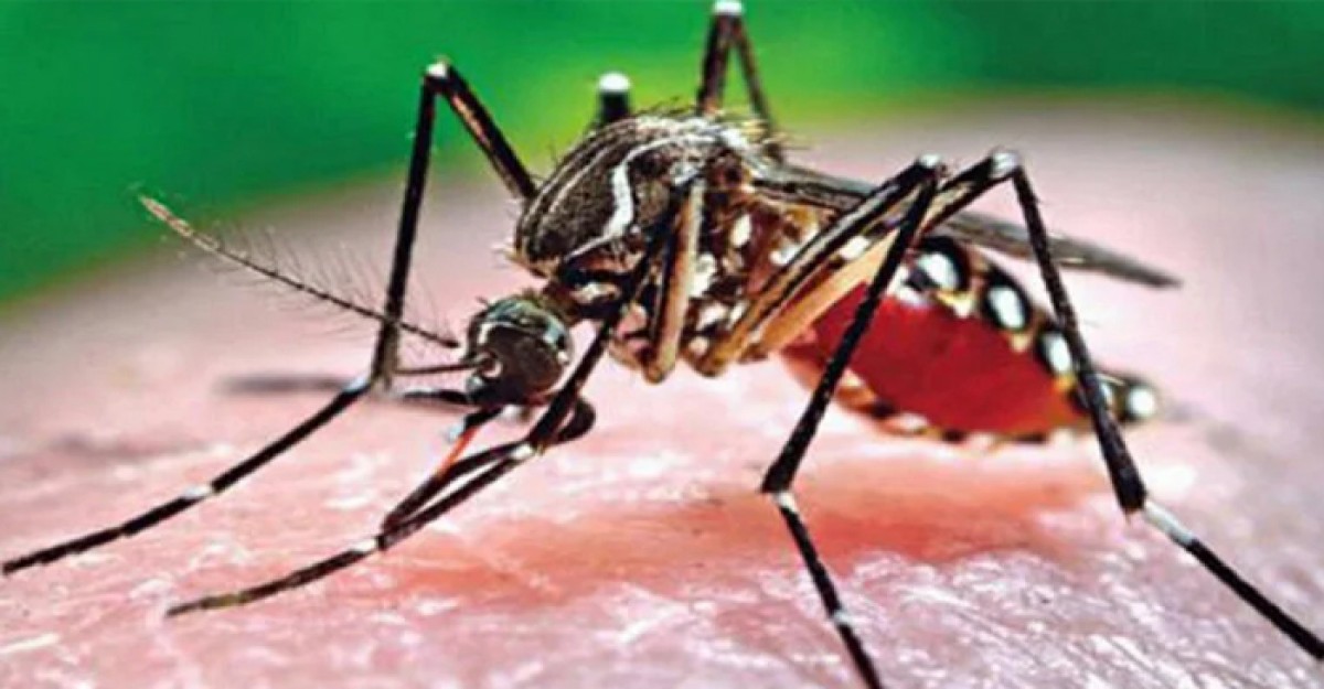 ডেঙ্গুতে আরও দুই জনের প্রাণহানি, হাসপাতালে ভর্তি ৮৯