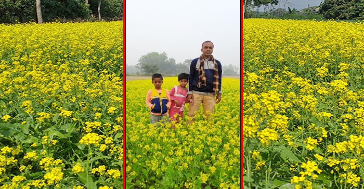 ফুলবাড়িয়ায় সরিষার বাম্পার ফলনের সম্ভাবনা