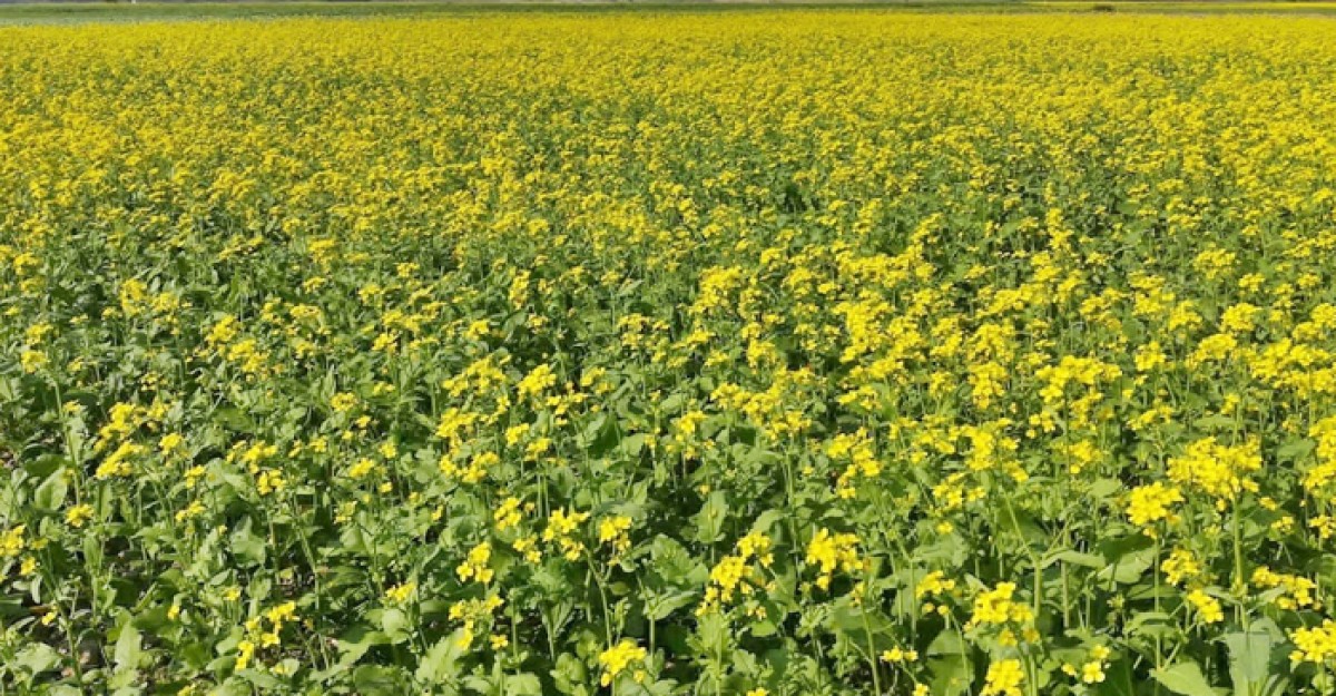 জাজিরায় সরিষা চাষে ঝুঁকছে কৃষক