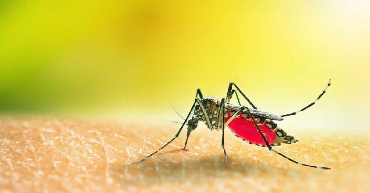 ডেঙ্গুতে বছরের প্রথম মৃত্যু
