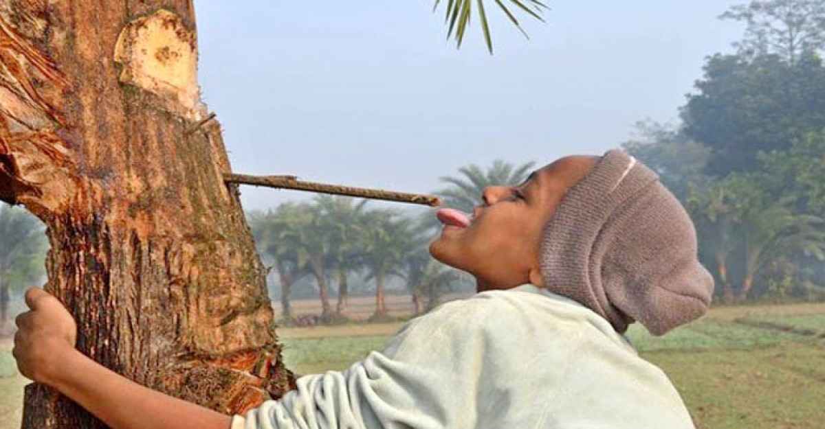 নিপাহ ভাইরাসে মৃত্যু: খেজুরের রস পানে সতর্কতার আহ্বান