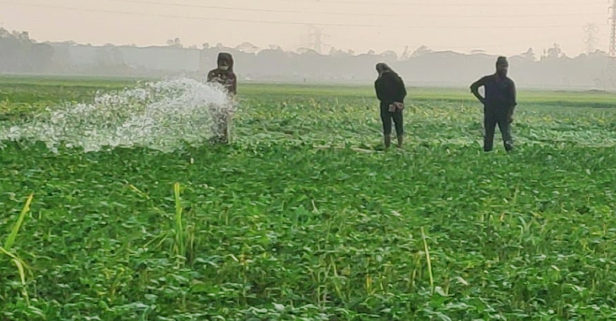 শ্রীনগরে আলু জমির যত্নে ব্যস্ত কৃষক,বুনছে লাভের স্বপ্ন