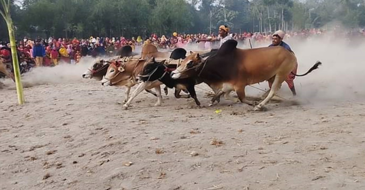 কুড়িগ্রামে ৩৫ বছর পর ঐতিহ্যবাহী মই খেলা