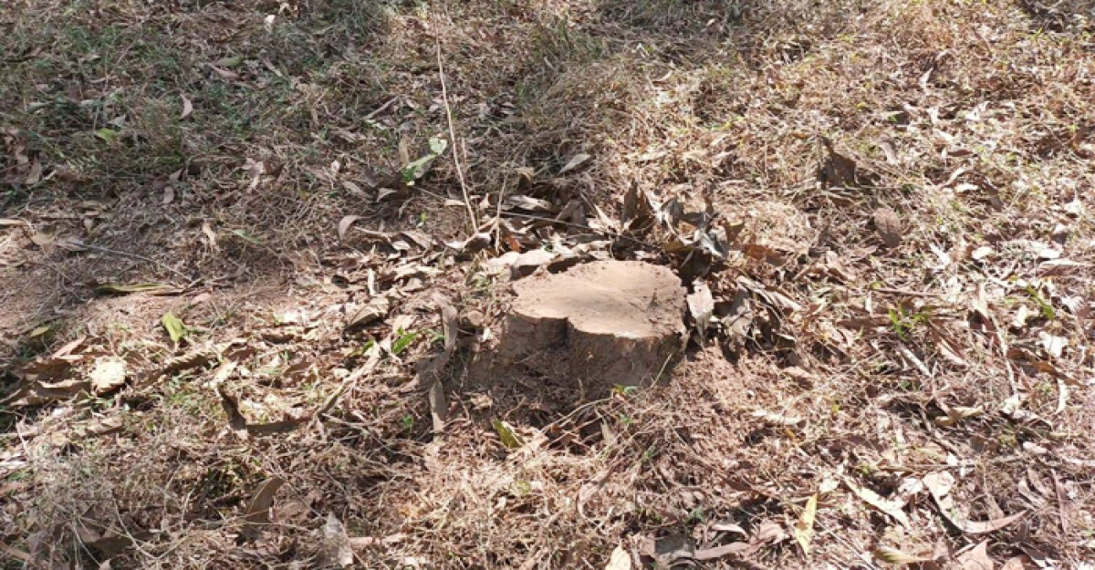 হাটহাজারীতে দুগ্ধ ও খামারে সম্পদ হরিলুট