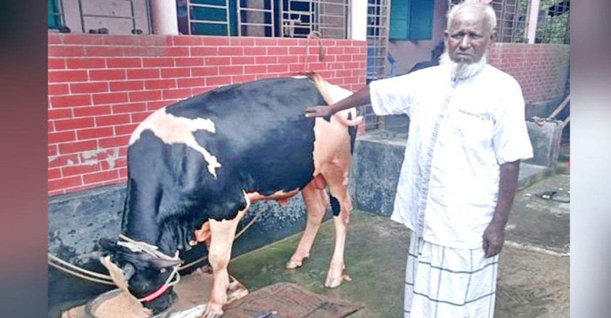 প্রধানমন্ত্রীর নামে কোরবানি দেয়া জাবেদ আলী মারা গেছেন