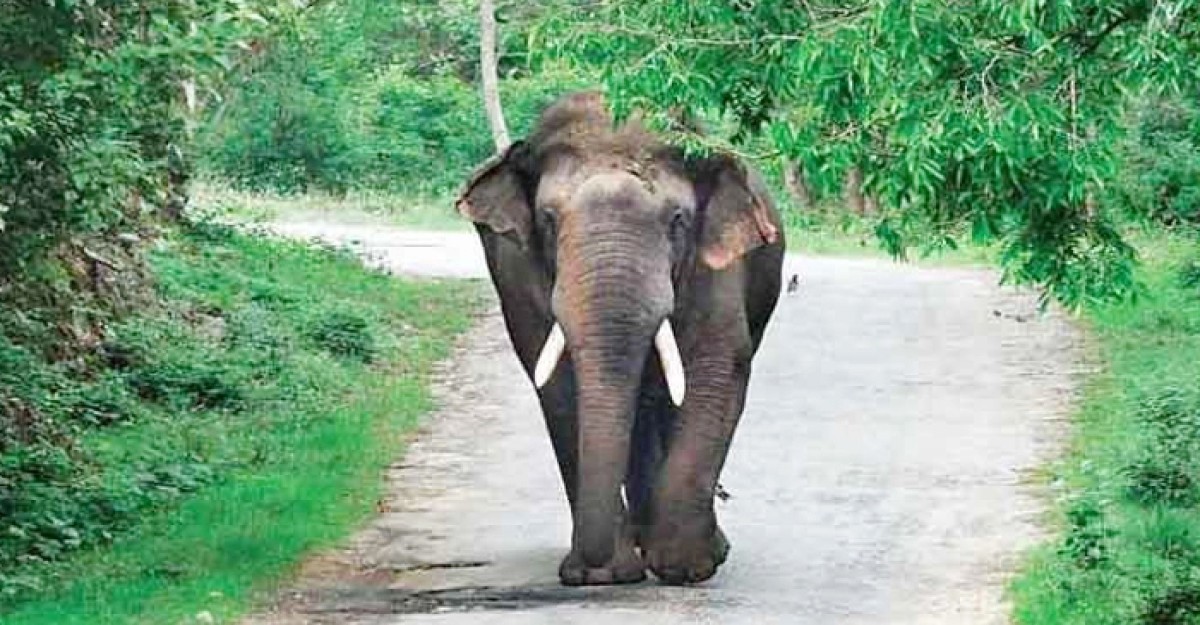 হাতির আক্রমণে প্রাণ গেল কৃষকের