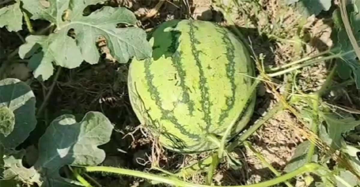 গলাচিপায় পতিত জমিতে আগাম তরমুজ চাষে সফলতা কৃষকের