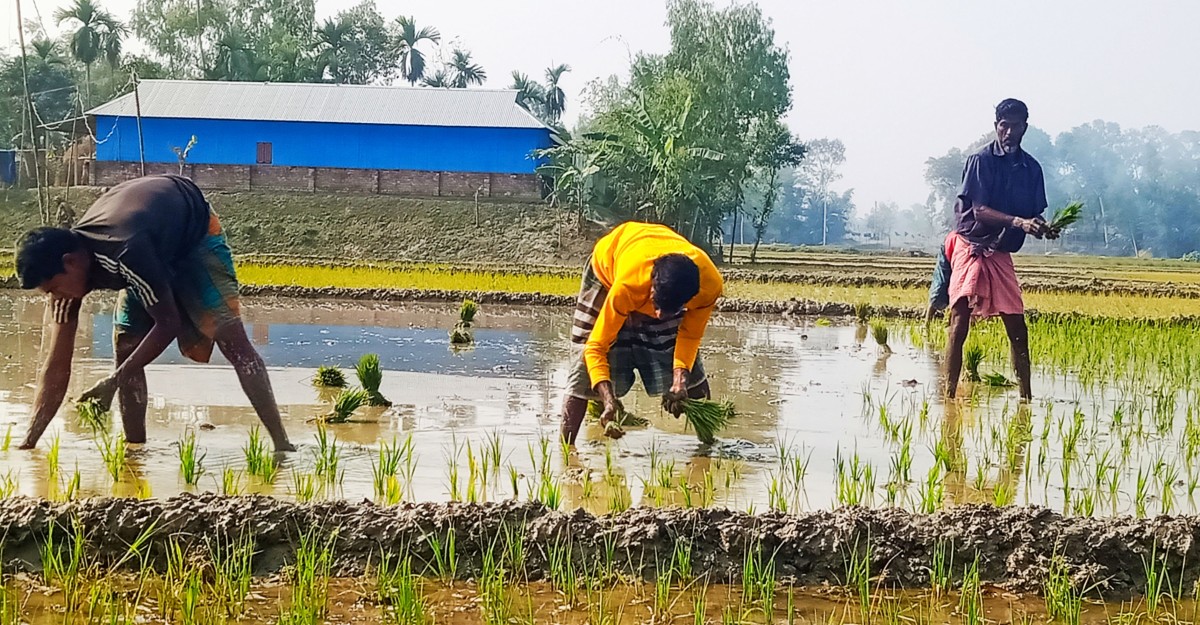 ভূরুঙ্গামারীতে ধান রোপণে ব্যস্ত কৃষক