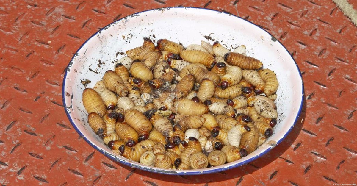 ইউরোপের খাবারের তালিকায় স্থান পেল পোকামাকড়