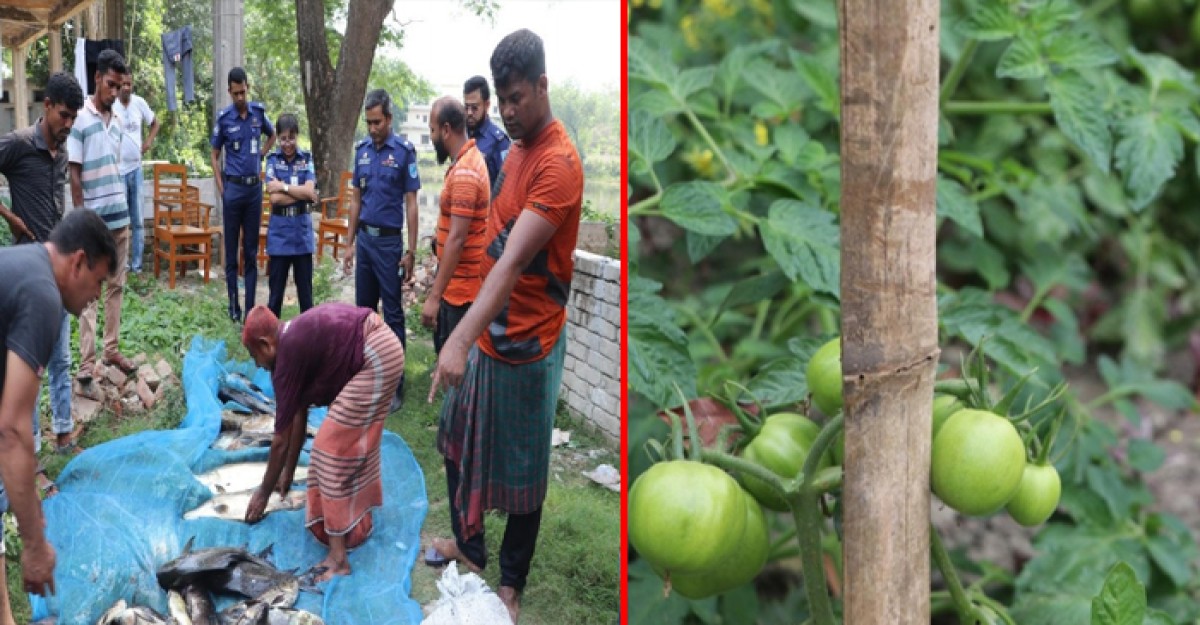 পতিত জমিতে সবজি ও মাছ চাষে উদ্বুদ্ধ হলেন এসপি আয়েশা সিদ্দিকা