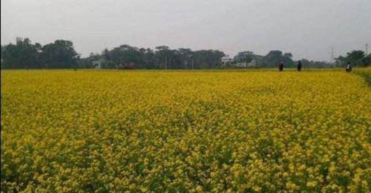 আলুর দেশে সরিষার বাম্পার