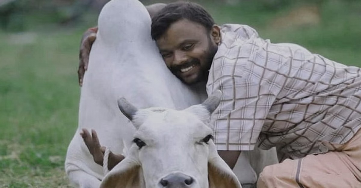 অবশেষে কাউ হাগ ডে প্রত্যাহার করল ভারত