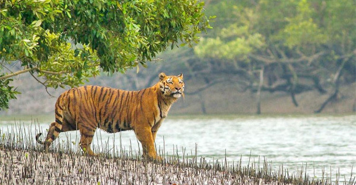 আজ সুন্দরবন দিবস