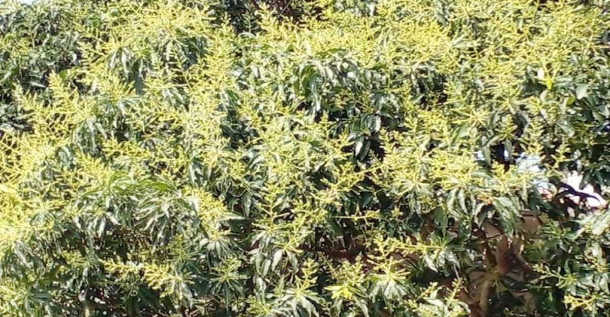 শ্রীনগরে আমের মুকুলে ঢাকা পড়ছে গাছ