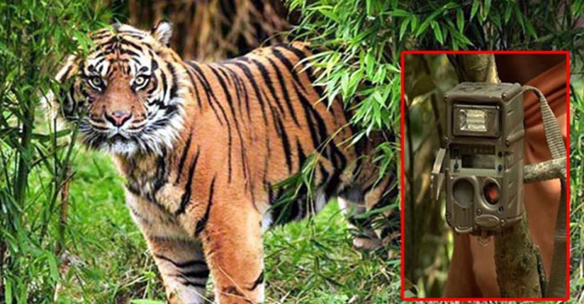বাঘ গুনতে বসানো ৮ ক্যামেরা চুরি