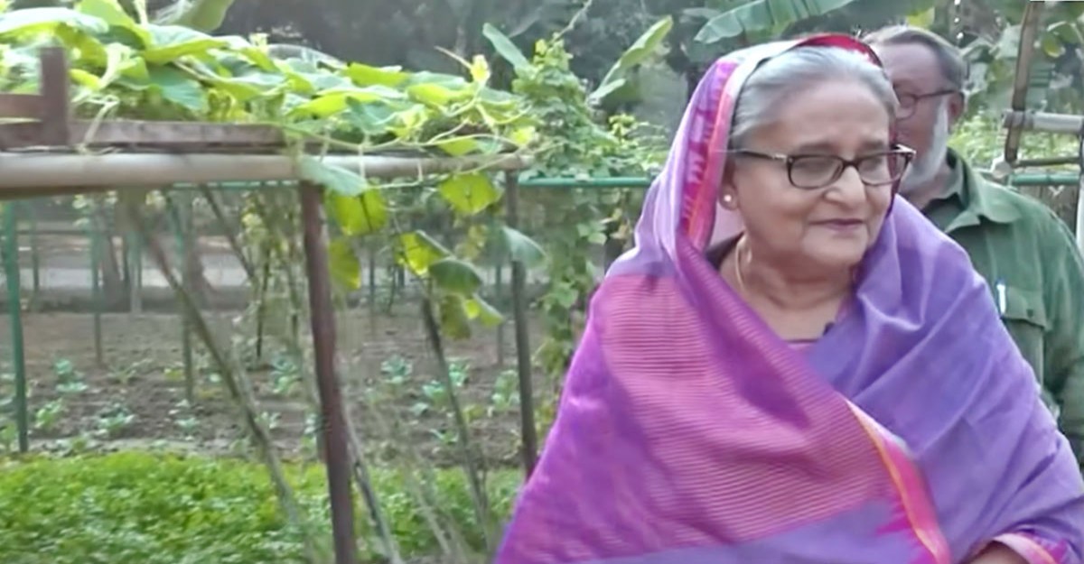 গণভবনে শেখ হাসিনার ফসলি জমি থেকে ১০০ মণ পেঁয়াজ উৎপাদন