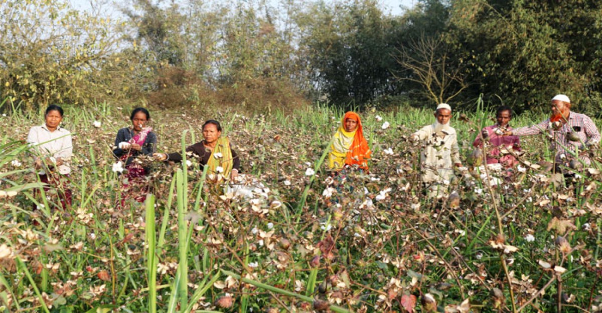 ঠাকুরগাঁওয়ে বৃদ্ধি পাচ্ছে তুলা চাষ