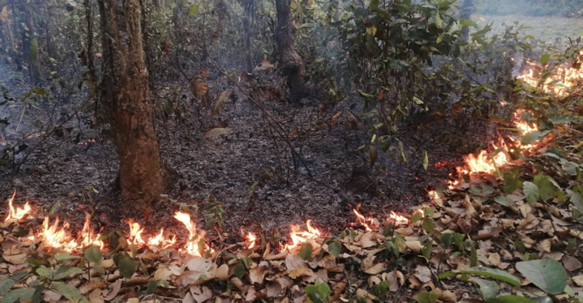 শালবনে আগুন, নজর নেই বনবিভাগের