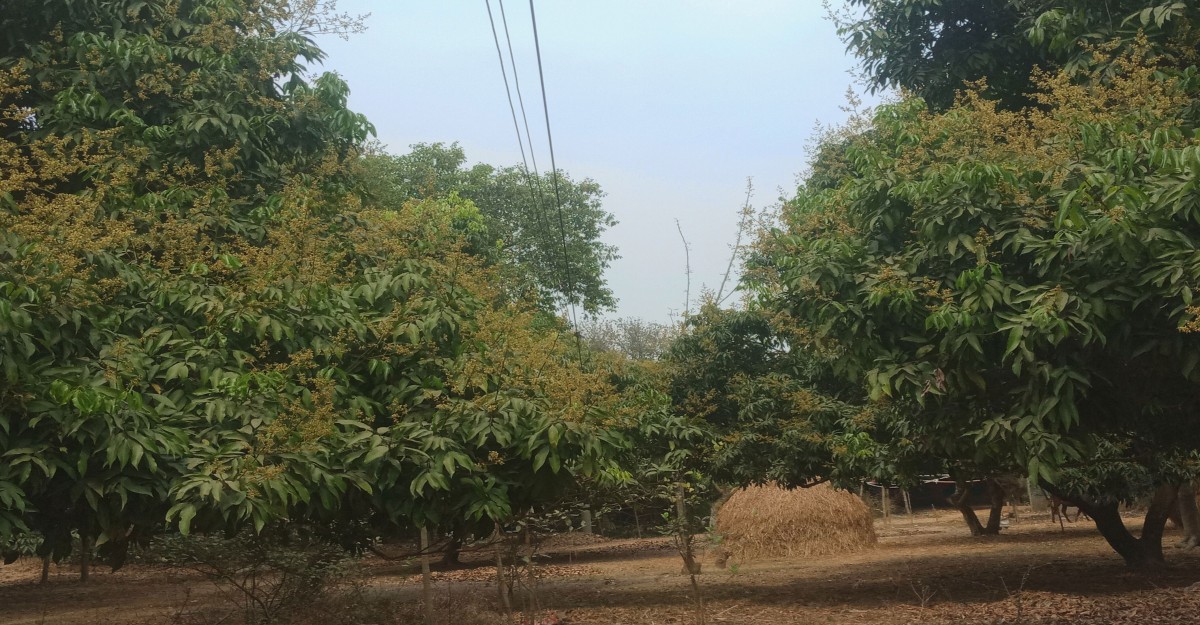 লিচু বাগান মুকুলে ভরপুর, কৃষকের স্বপ্ন পূরণের আশা