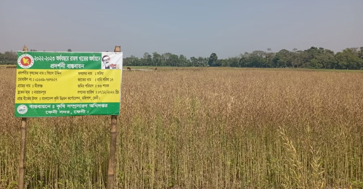 ফেনীতে সরিষা চাষে কৃষকের মুখে হাসি