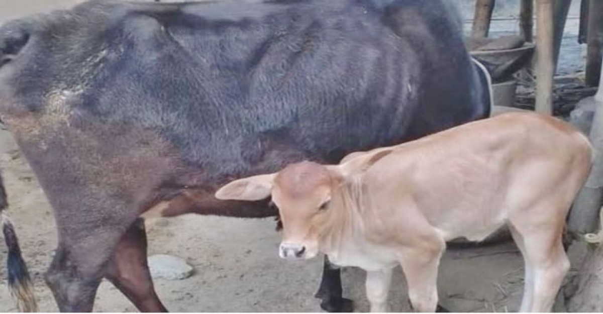 ৫ মাস পর বাছুরসহ চুরি হওয়া গরু ফেরত দিল চোর