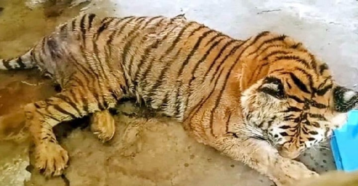শ্রীপুরে বঙ্গবন্ধু সাফারি পার্কে ২ মাস ধরে একটি বাঘ অসুস্থ