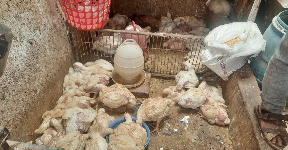 চড়া দামেই বিক্রি হচ্ছে মুরগি