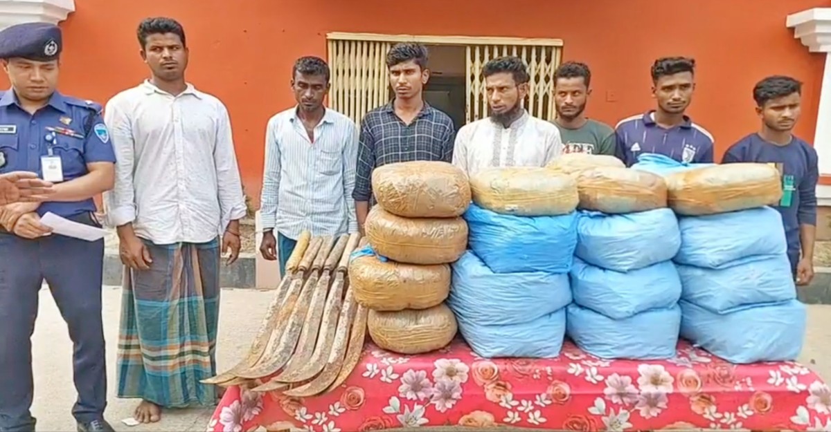 বাঙ্গরায় ৫৬ কেজি গাঁজা ও অস্ত্রসহ আটক ৭