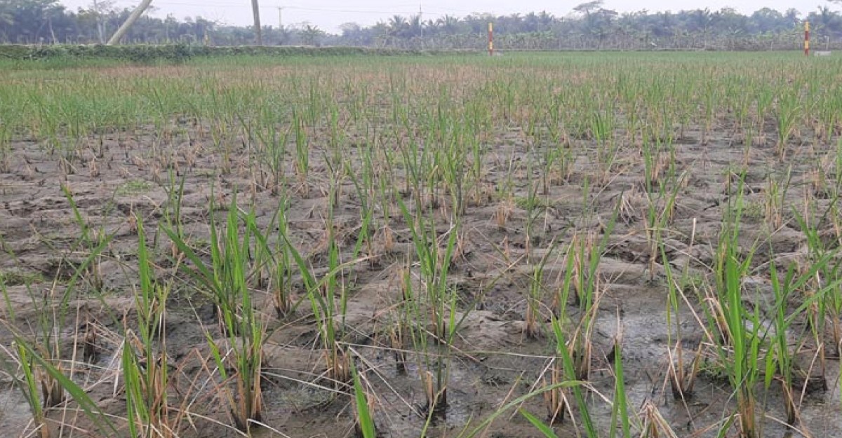 বাগেরহাটে লবণ পানিতে পুড়ছে কৃষকের ধান