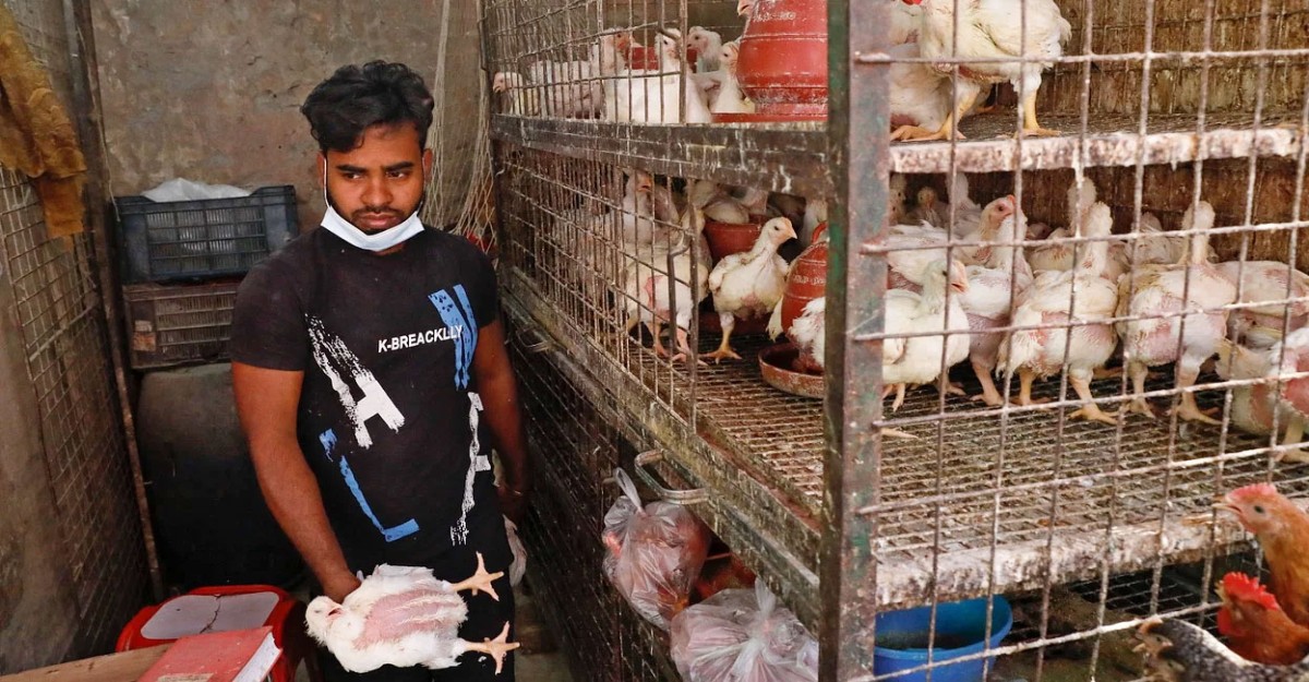 দাম কমলেও ক্রেতা কম ব্রয়লার মুরগির